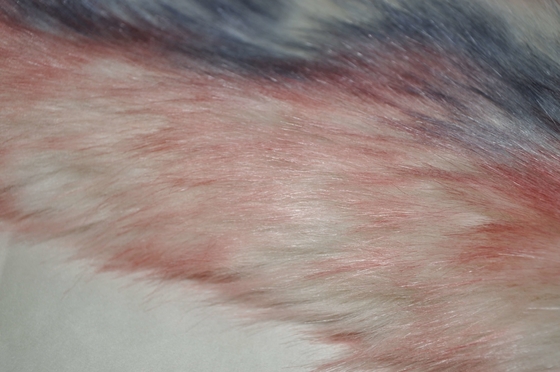 El Fox falso largo de la tela el 150cm de la piel del pelo de los colores de la pendiente tres, proporciona últimos calor y comodidad para la decoración del hogar del invierno