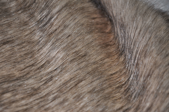 El Fox largo falso, calidad de la tela el 150cm de la piel del pelo de Brown garantizada, le trae la última experiencia de lujo